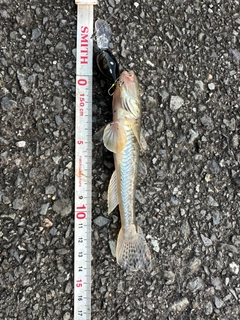 ハゼの釣果
