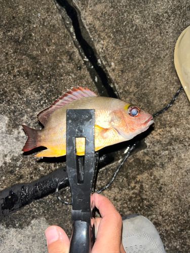 オキフエダイの釣果