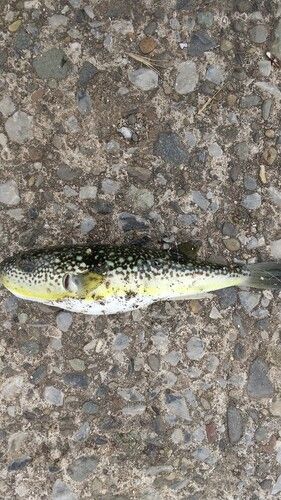 フグの釣果