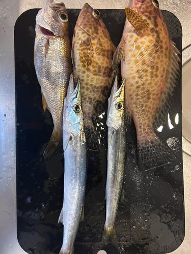 クロムツの釣果