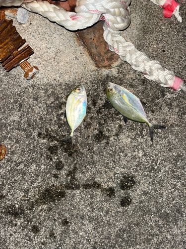 カスミアジの釣果