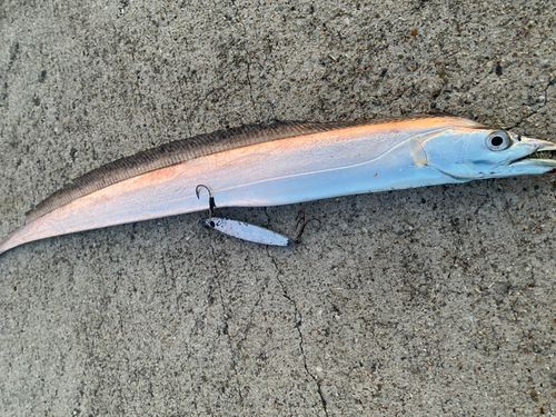 タチウオの釣果