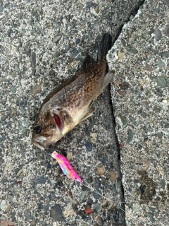アイナメの釣果