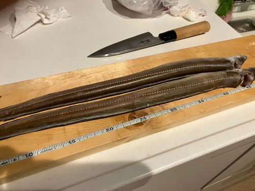 マアナゴの釣果