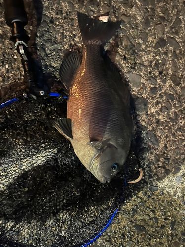 メジナの釣果
