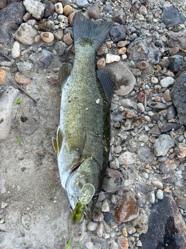 スモールマウスバスの釣果