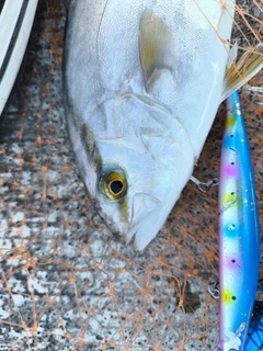 ショゴの釣果