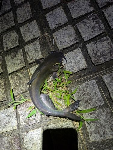 アメリカナマズの釣果