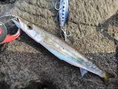 カマスの釣果