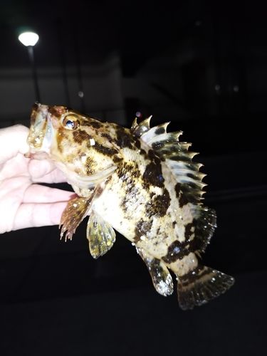 タケノコメバルの釣果
