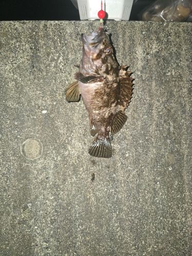 クロソイの釣果