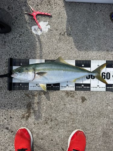 メジロの釣果