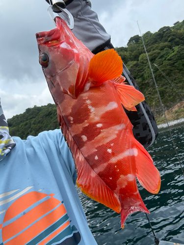 アカハタの釣果