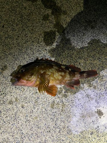 カサゴの釣果