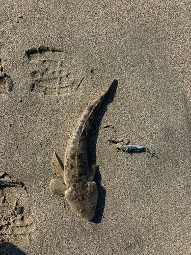 コチの釣果