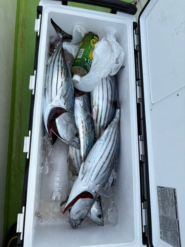 カツオの釣果