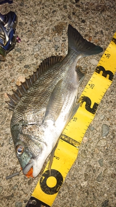 クロダイの釣果