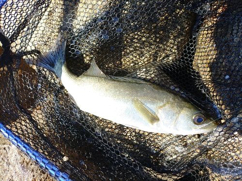 セイゴ（マルスズキ）の釣果