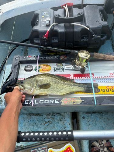 ブラックバスの釣果