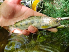 ヤマメの釣果