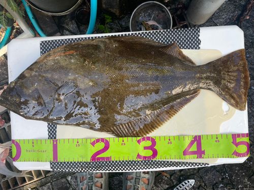 ヒラメの釣果