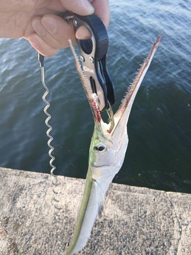 オキザヨリの釣果