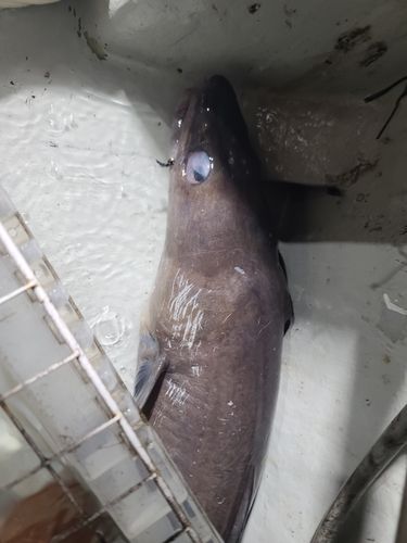 クロアナゴの釣果