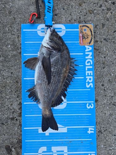 チヌの釣果