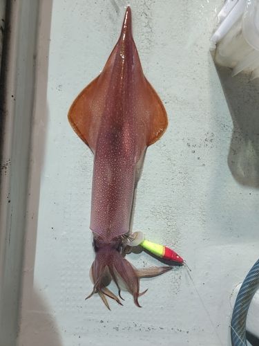 ヤリイカの釣果