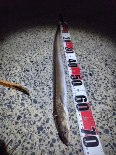 マアナゴの釣果