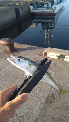 サバの釣果