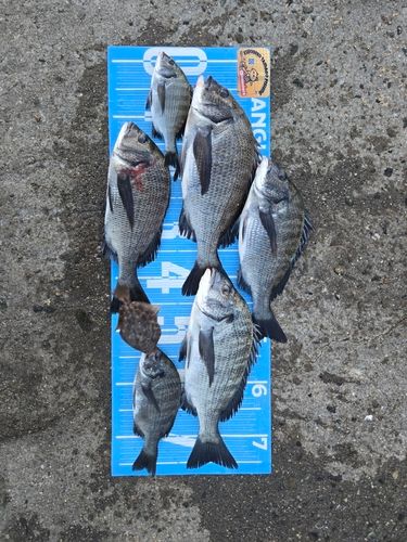 チヌの釣果