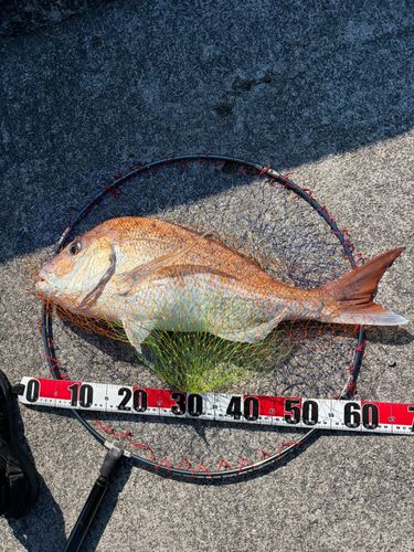 タイの釣果