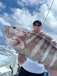 マハタの釣果