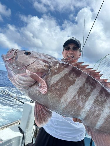 マハタの釣果
