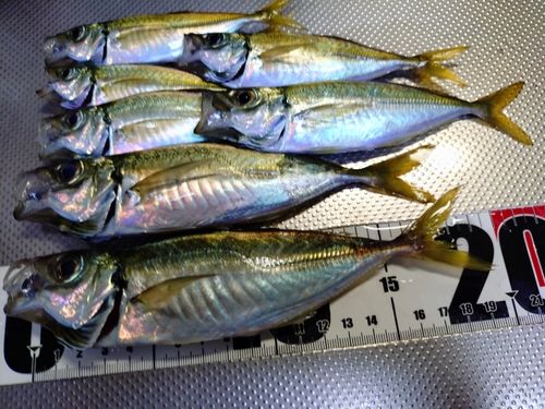マアジの釣果