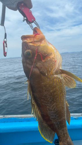 アオハタの釣果