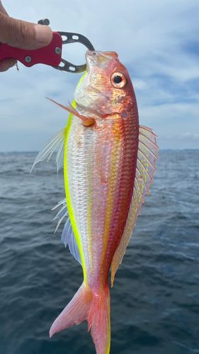 イトヨリダイの釣果
