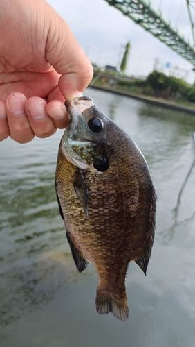 ブルーギルの釣果