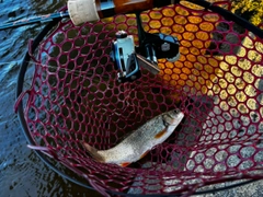 ウグイの釣果