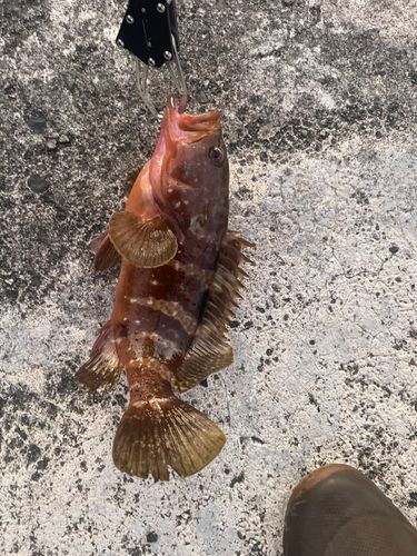 キジハタの釣果