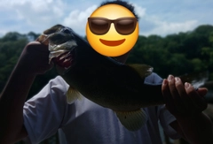 ブラックバスの釣果