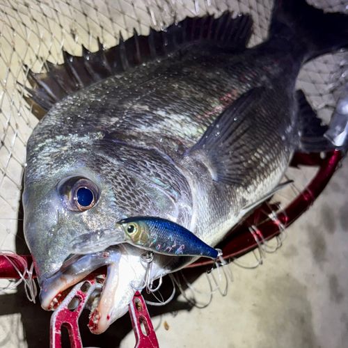 チヌの釣果