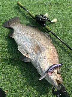 バラマンディの釣果
