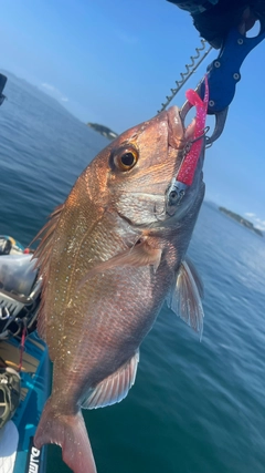 タイの釣果