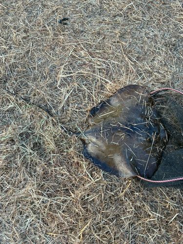 アカエイの釣果