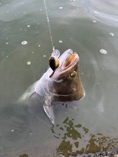バラマンディの釣果