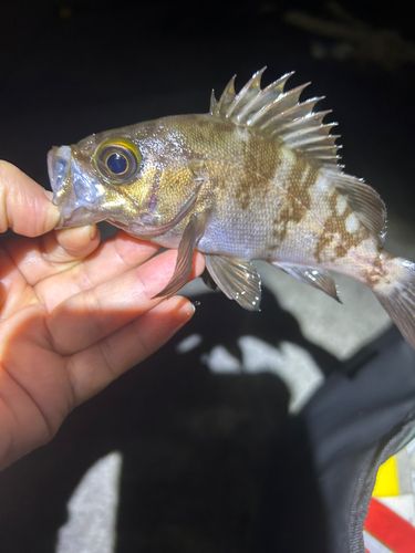シロメバルの釣果