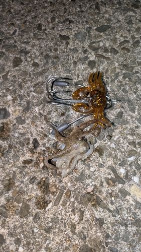 マダコの釣果