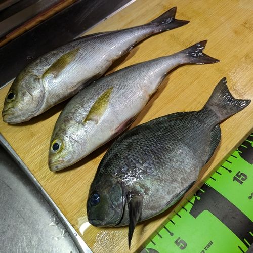 イサキの釣果